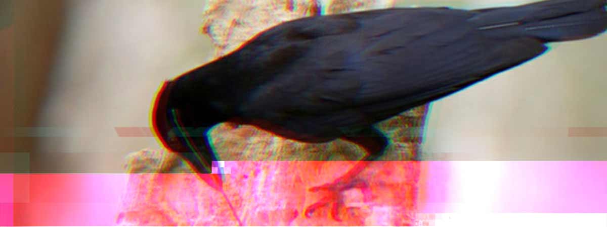 A crow using a stick as a tool