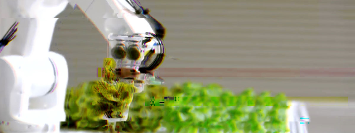 A robot arm holding a lettuce plant